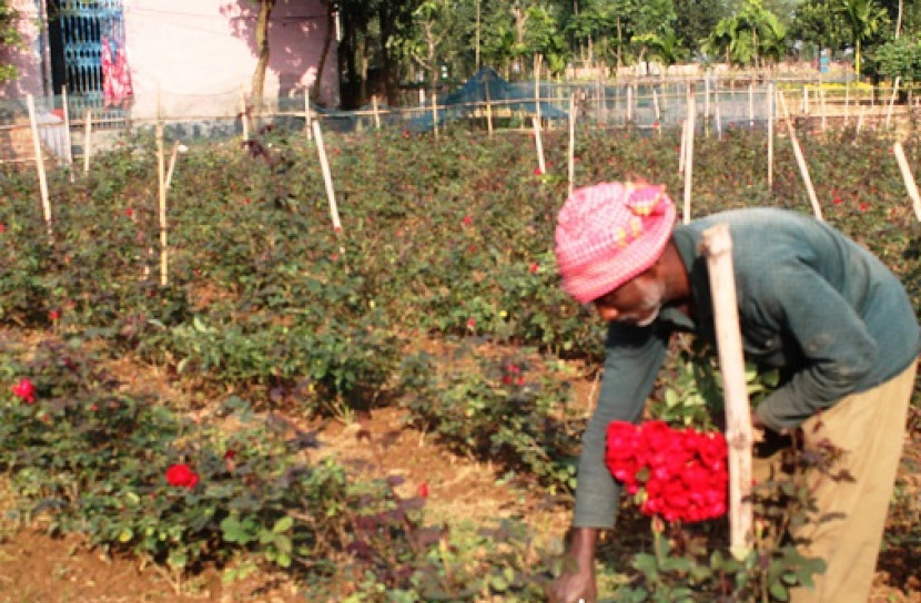 দ্বীপ গ্রাম বিরুলিয়া যেন গোলাপ রাজ্য