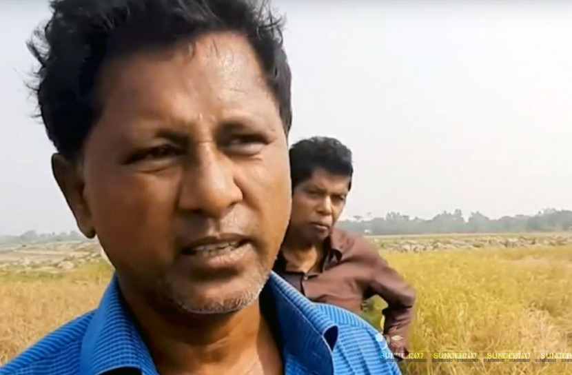 পোকায় কেড়ে নিলো কৃষকের স্বপ্ন