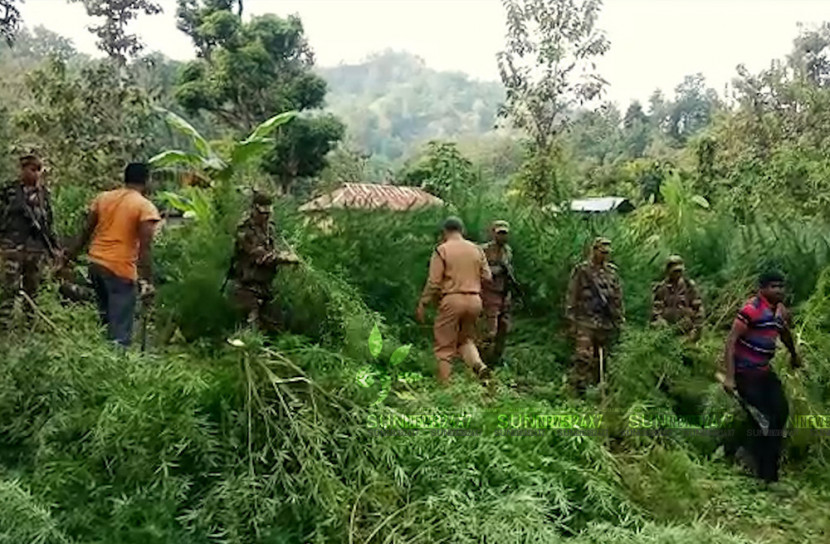 পাহাড়ে শত কোটি টাকার গাজা  ধ্বংস