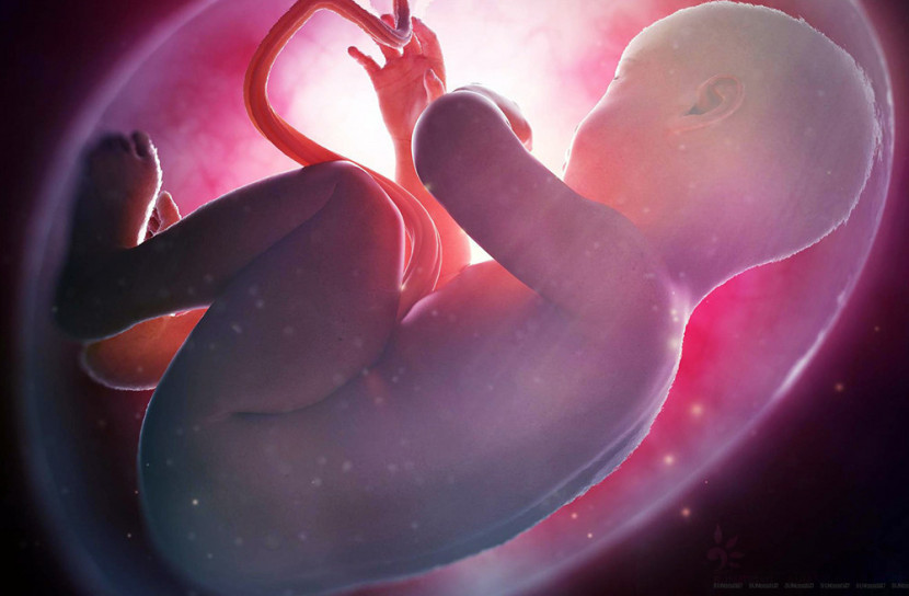 তৈরি হল কৃত্রিম মাতৃগর্ভ!