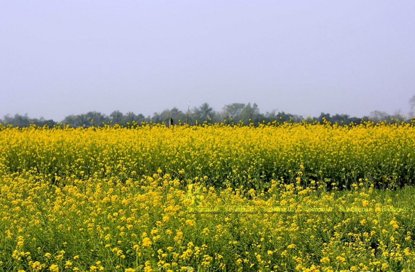 হলুদ মাঠে কৃষকের স্বপ্ন 