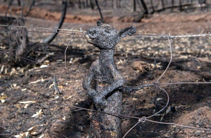 বাঁচার কত মিনতি, কাঁদছে প্রানীকূল