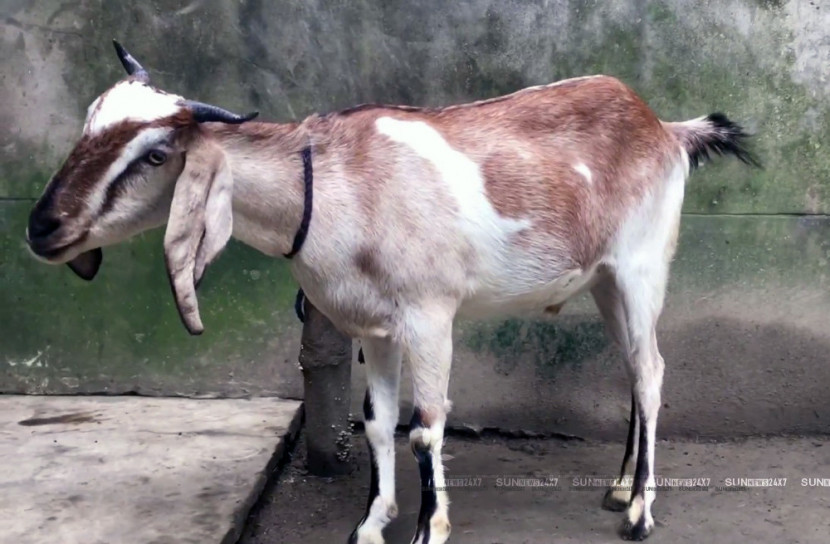 একটা ছাগল ও সাহেরা খাতুনের সফলতার গল্প