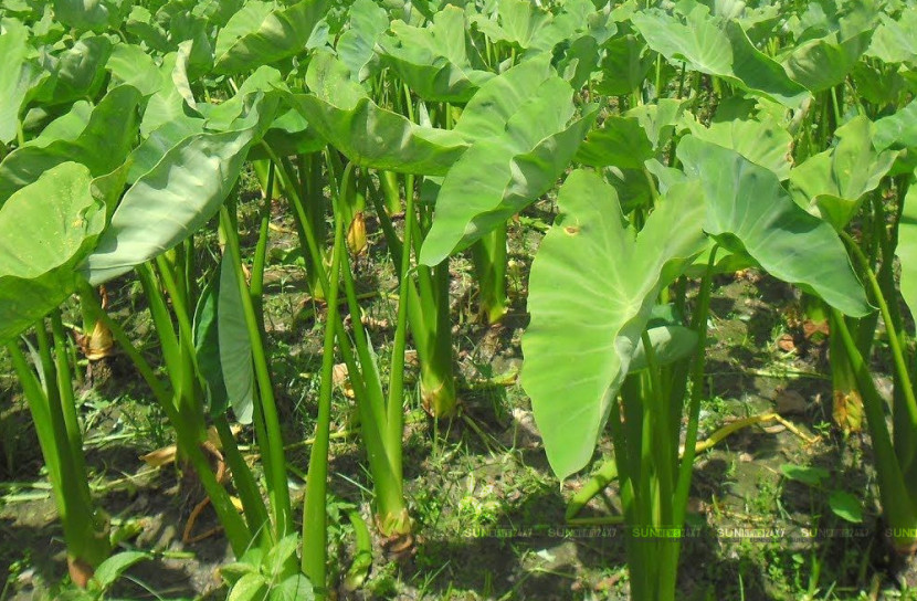 শুভর কচুর লতি চাষে  শুভযাত্রা