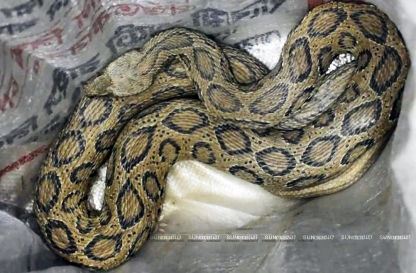 ভোলায় বিষধর রাসেল ভাইপার উদ্ধার