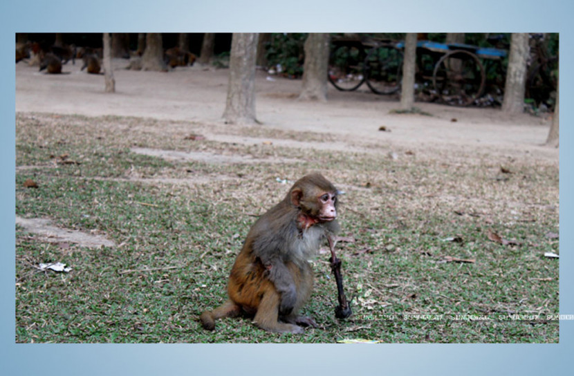 বিদ্যুৎস্পৃষ্ঠে ঝলসে যাচ্ছে বানর