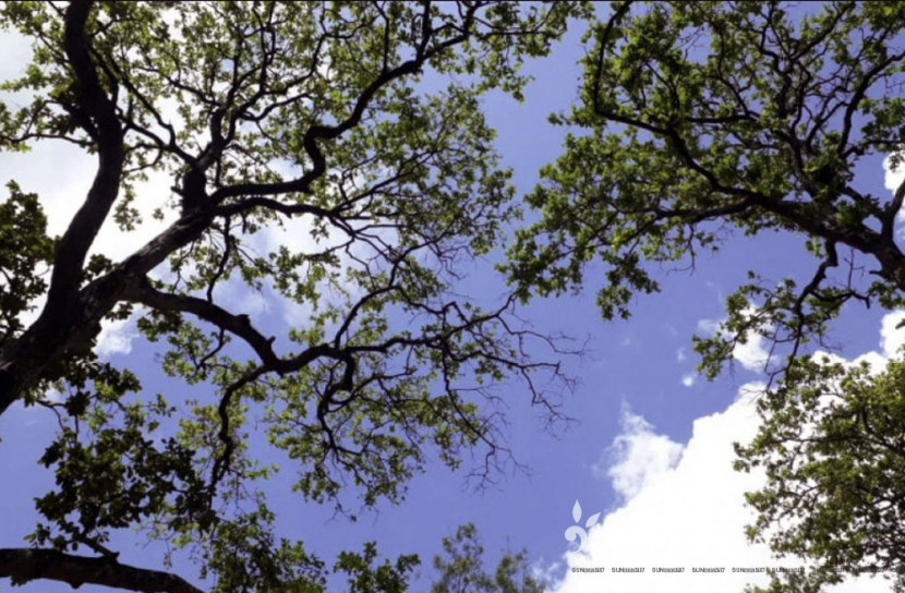 বিলুপ্ত প্রজাতির গাছপালা রক্ষায় ত্রিপুরায় ‘পবিত্র বন’