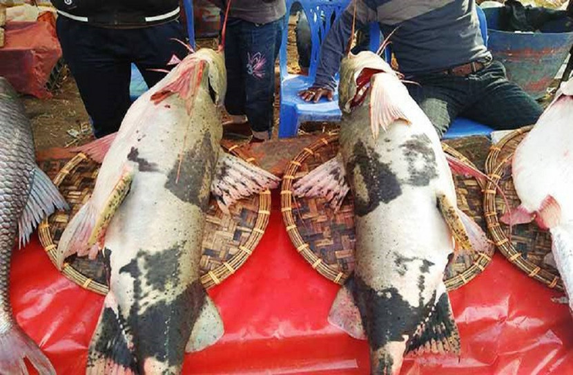 শেরপুরের মাছের মেলা, ২০০ বছরের ঐতিহ্য