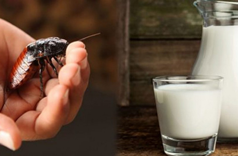 তেলাপোকার দুধ, তাও আবার পুষ্টিকর!