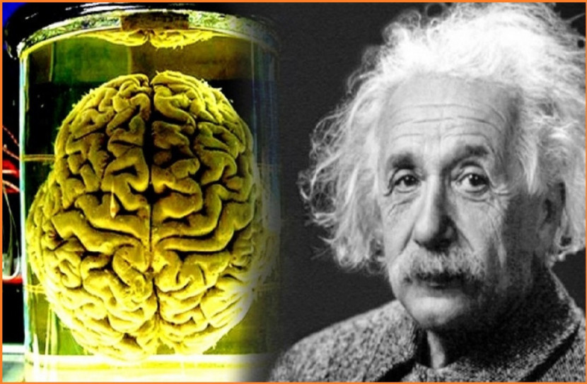 আইনস্টাইনের মগজ চুরি কাহিনী