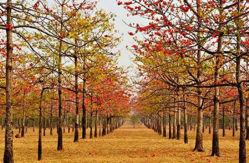 বসন্ত আরাধনায় শিমুলের মেলা