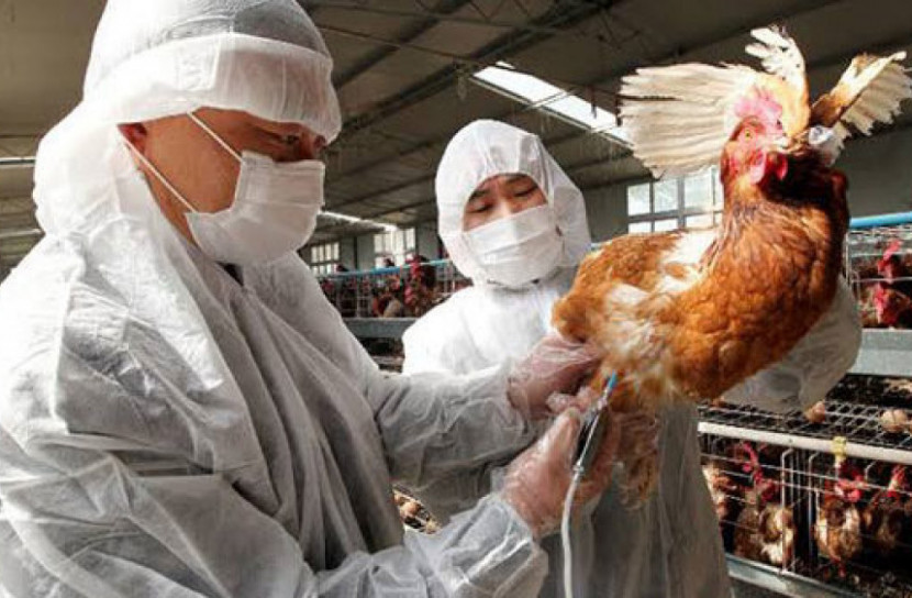 করোনার সঙ্গে চীনে এবার বার্ড ফ্লু