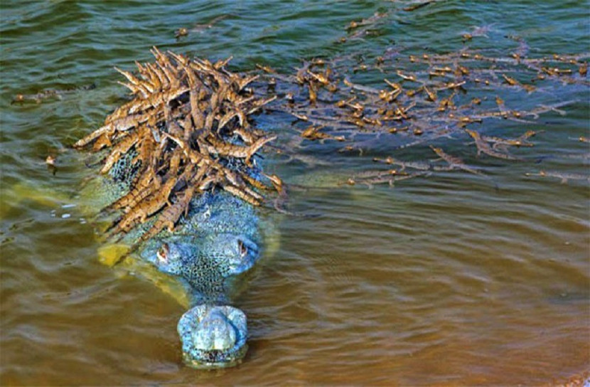 সবচেয়ে সতর্ক এবং সেরা বাবা!