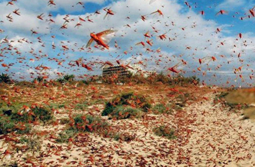 আফ্রিকা থেকে এশিয়া: পঙ্গপাল ভাবনায় বাংলাদেশ