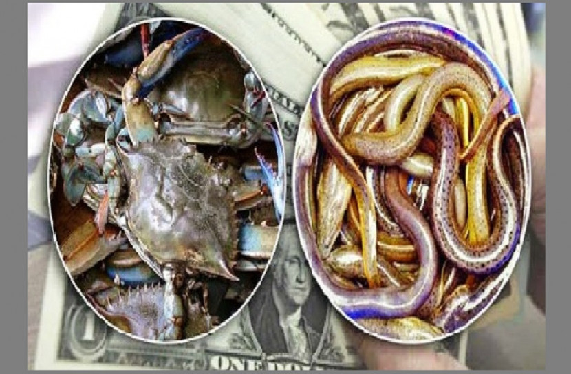 হুমকিতে দেশের হাজার কোটি টাকার কুচিয়া-কাঁকড়ার ব্যবসা