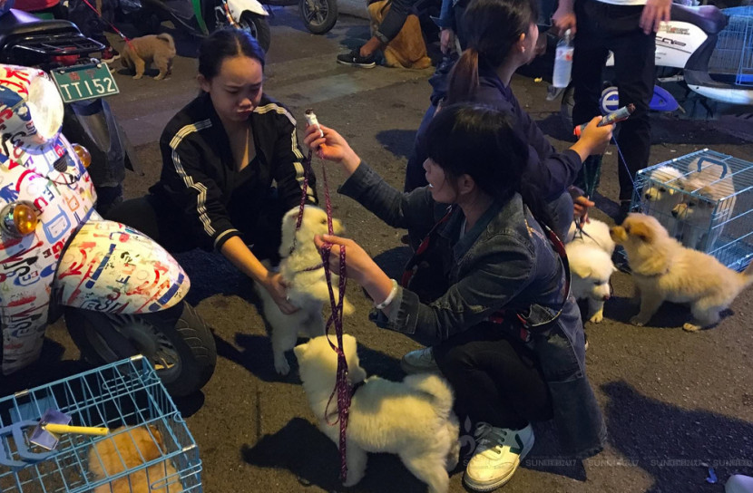 করোনা আতঙ্কে চীনে নির্বিচারে পোষা প্রাণী হত্যা