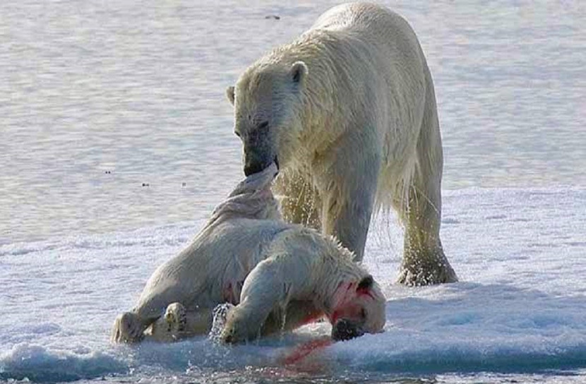 জলবায়ু পরিবর্তনে সন্তানের মাংস খাচ্ছে মেরু ভল্লুক!