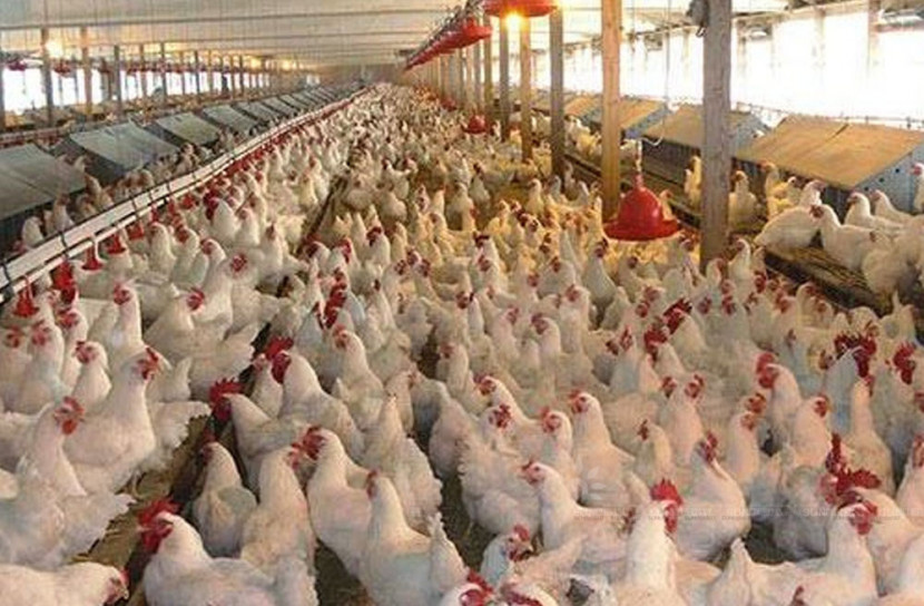 করোনায় পোল্ট্রি শিল্পে ধস