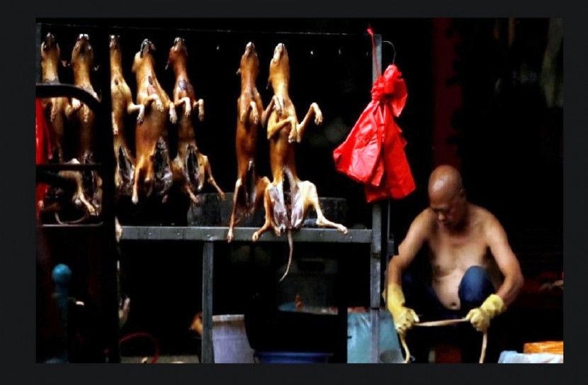 চীনের শেনজেনে কুকুর-বিড়াল খাওয়া নিষিদ্ধ