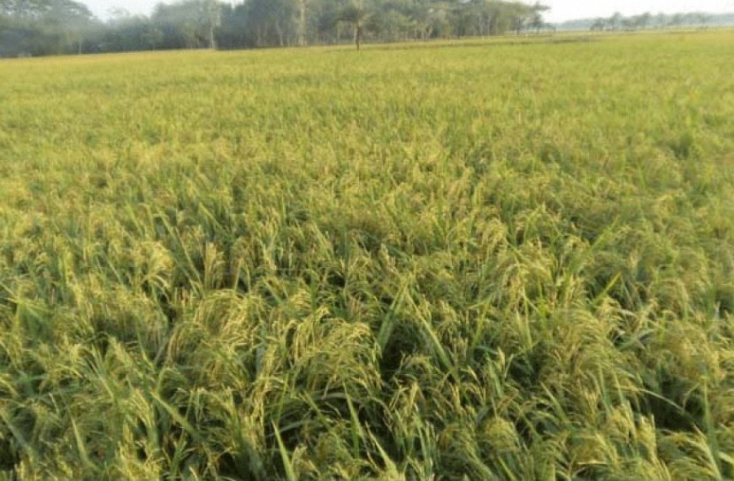 কৃষিতে সংকট, বোরো মৌসুমে শ্রমিক নেই