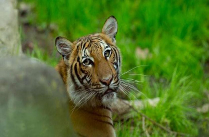 এবার বাঘের শরীরেও করোনাভাইরাস