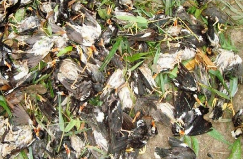 ইউরোপের আকাশে হাজারো পাখির মৃত্যু!