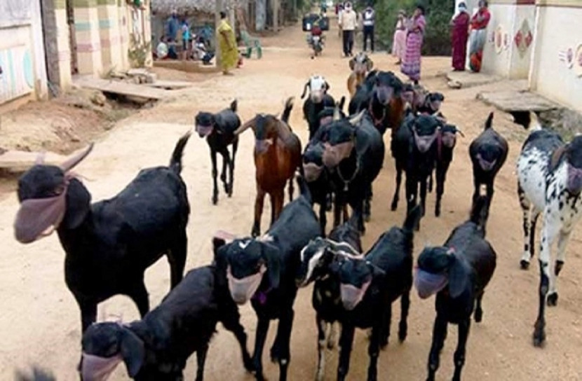 ছাগলের মুখে মাস্ক!