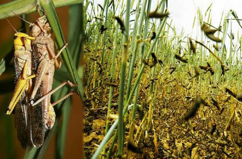 করোনার মধ্যেই পূর্ব আফ্রিকায় হানা দিলো পঙ্গপাল