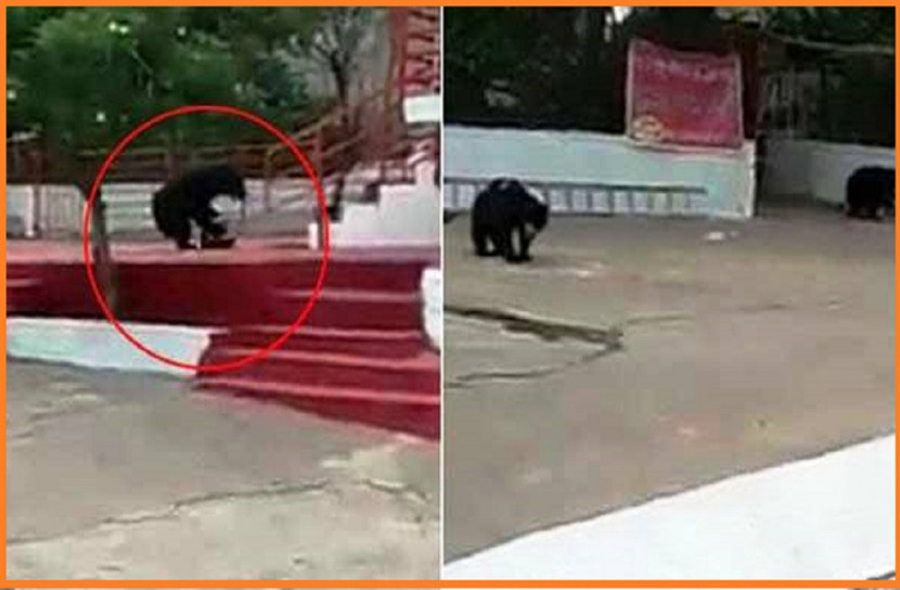 খাবারের সন্ধানে লোকালয়ে ক্ষুধার্ত ভাল্লুক