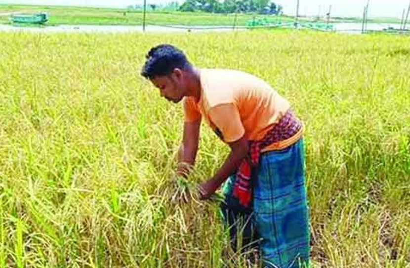 ধান কাটার শ্রমিক সংকটে কৃষক