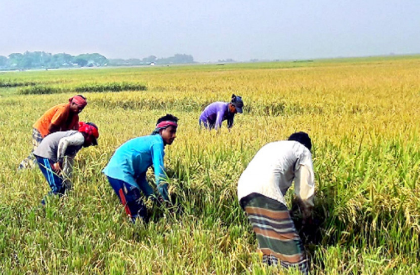 হাওরের ধান কাটতে শ্রমিক পাঠাচ্ছে পুলিশ