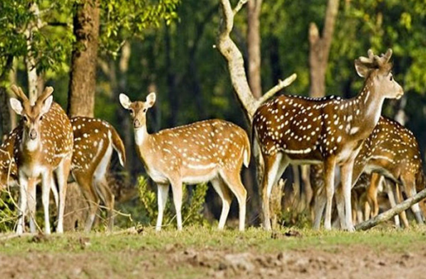 সুন্দরবনে রেড এলার্ট জারি