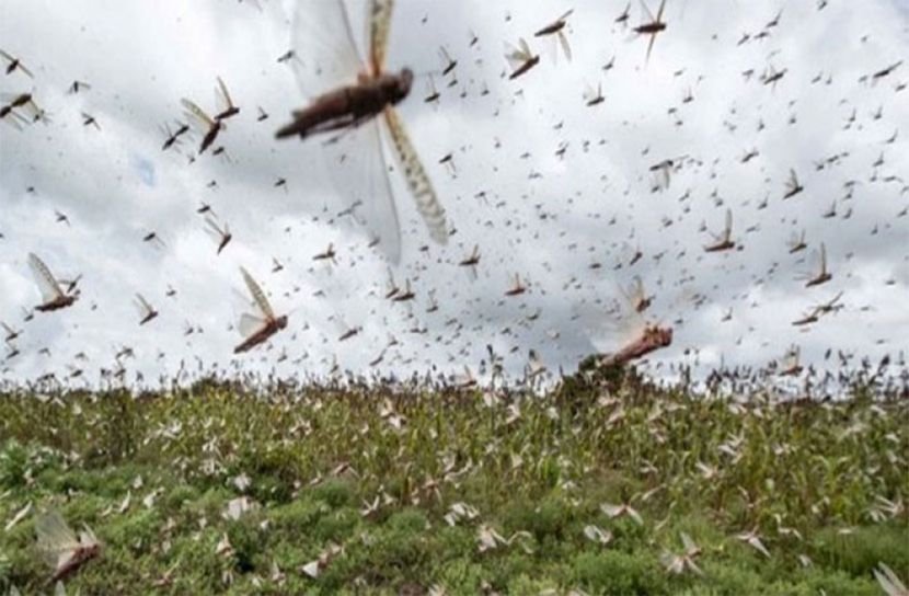 করোনার মধ্যেই ধেয়ে আসছে পঙ্গপাল!