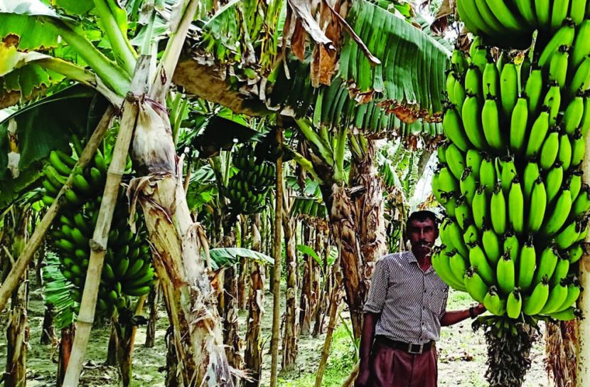 বাগানেই পচে নষ্ট হচ্ছে কোটি কোটি টাকার কলা