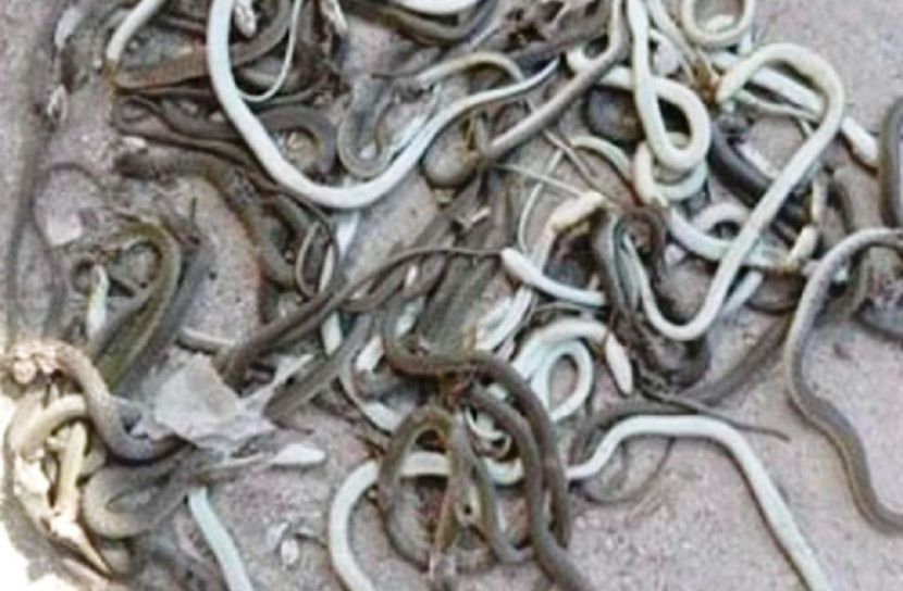 জুতার বাক্সে ২শ' গোখরো