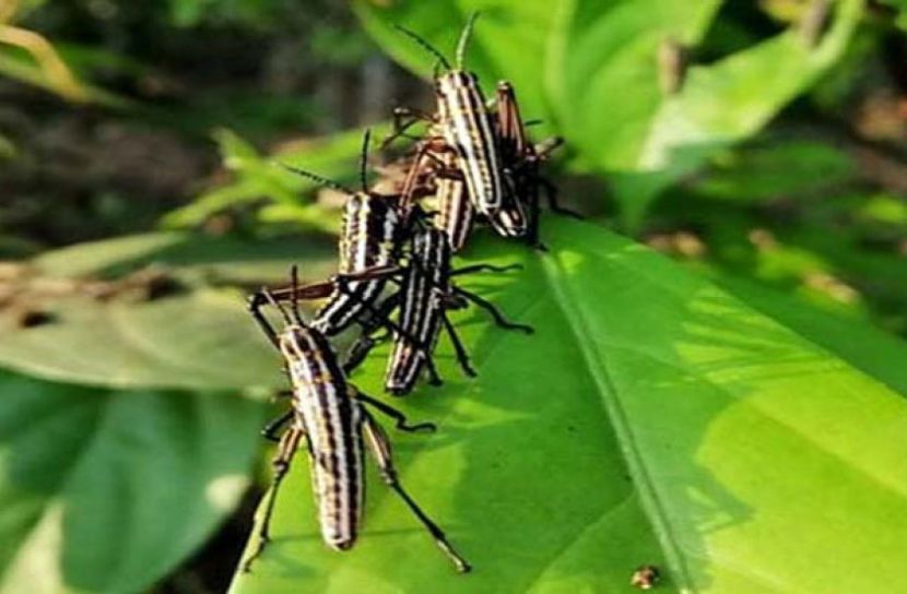 টেকনাফের পোকাগুলো 'পঙ্গপাল' নয়