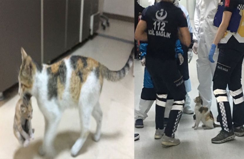 অসুস্থ বাচ্চাকে নিয়ে হাসপাতালে হাজির বিড়াল