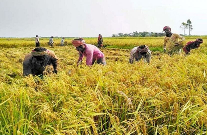 কাটছে শ্রমিক সংকট,পড়েছে ধান কাটার ধুম