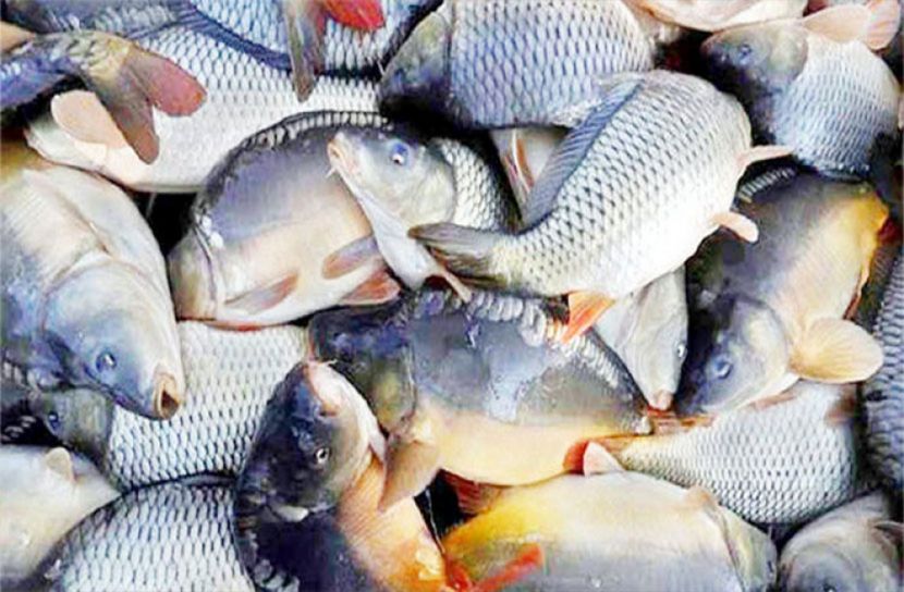 অনলাইনে মাছ বাজারজাতের নির্দেশ