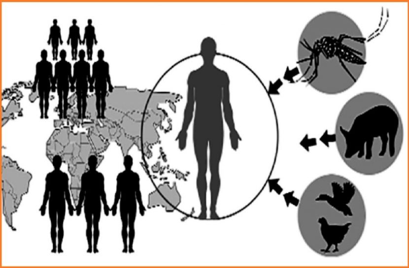 বন উজারে ছড়িয়ে পড়ে মারাত্মক সব ভাইরাস 