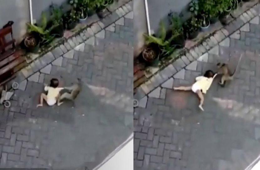 বানরের সাইকেলে চেপে শিশু চুরির চেষ্টা (ভিডিও)