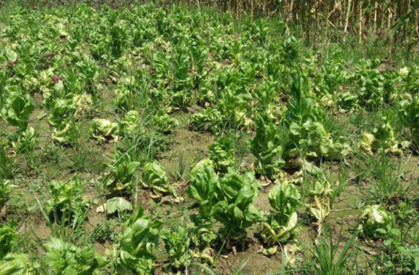 তারকা হোটেলের বিদেশি সবজি যাচ্ছে গরুর পেটে