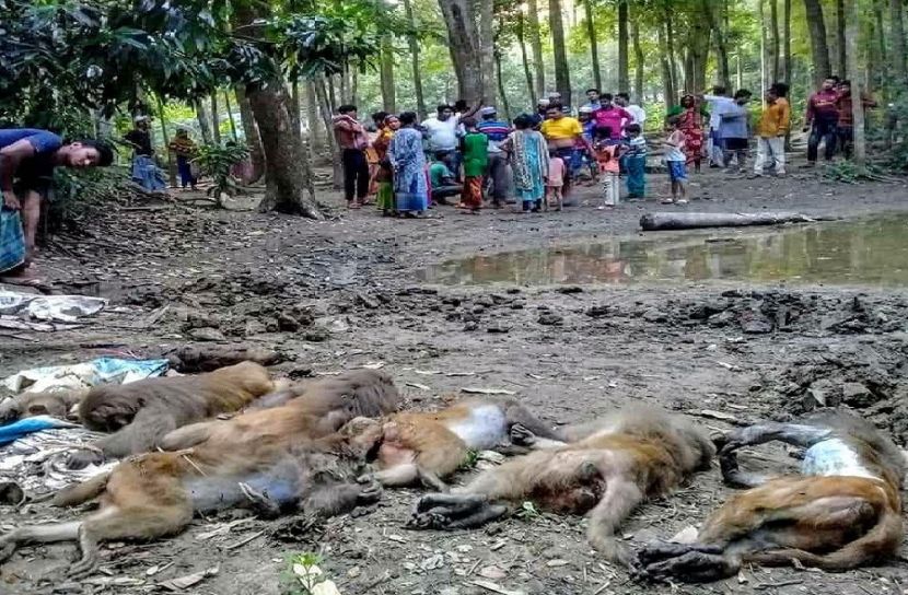 বিষ প্রয়োগে বানর হত্যা