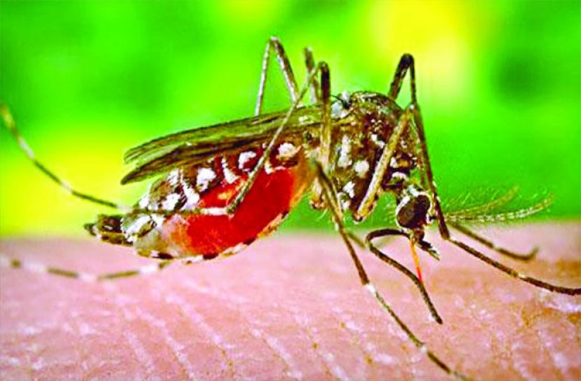 জীবাণু দিয়ে নিয়ন্ত্রণে আনা যাবে ম্যালেরিয়া