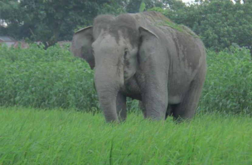 বন্য হাতির আক্রমণে জামালপুরে কৃষকের মৃত্যু