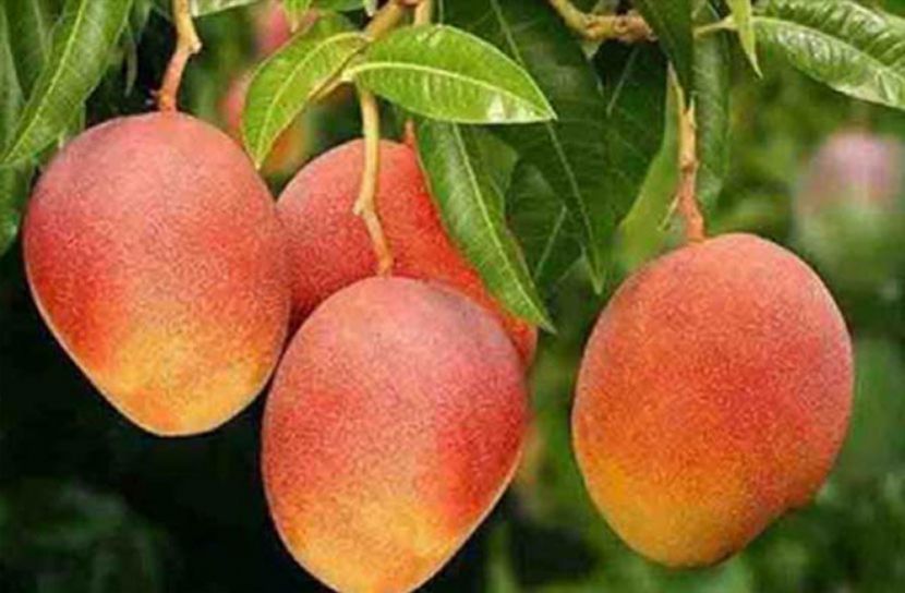 রাজশাহীতে আম পাড়ার সময় নির্ধারণ