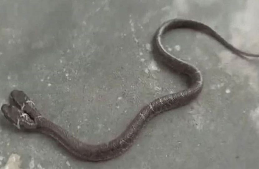 এক সাপের দুই মাথা!