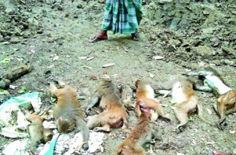 বিষ মিশিয়ে বানর হত্যা: নারী গ্রেফতার