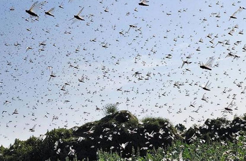 পাকিস্তানের লাখ লাখ পঙ্গপাল এখন ভারতে