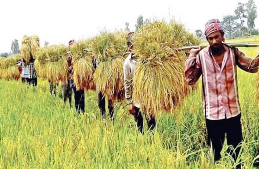 ধান উৎপাদনে ইন্দোনেশিয়াকে হটিয়ে তৃতীয় বাংলাদেশ